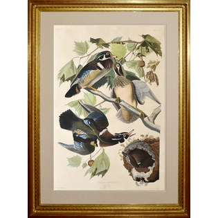 Summer or Wood Duck Framed